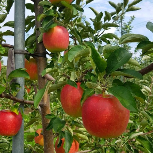 사과나무 사과 루비에스(Ruby&#039;s)