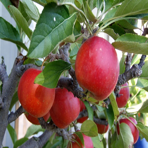 사과나무 사과 알프스오토메