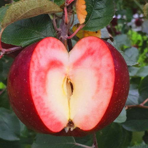 사과나무 사과 이로도리(Irodori)