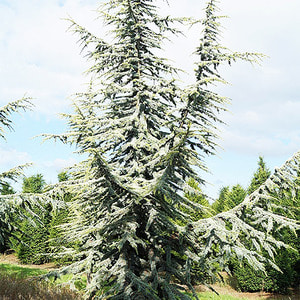 레바논삼나무 아틀란티카 아우레아