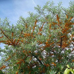 비타민나무 자가수정비타민나무 프리스토퍼 오렌지(Friesdorfer Orange)